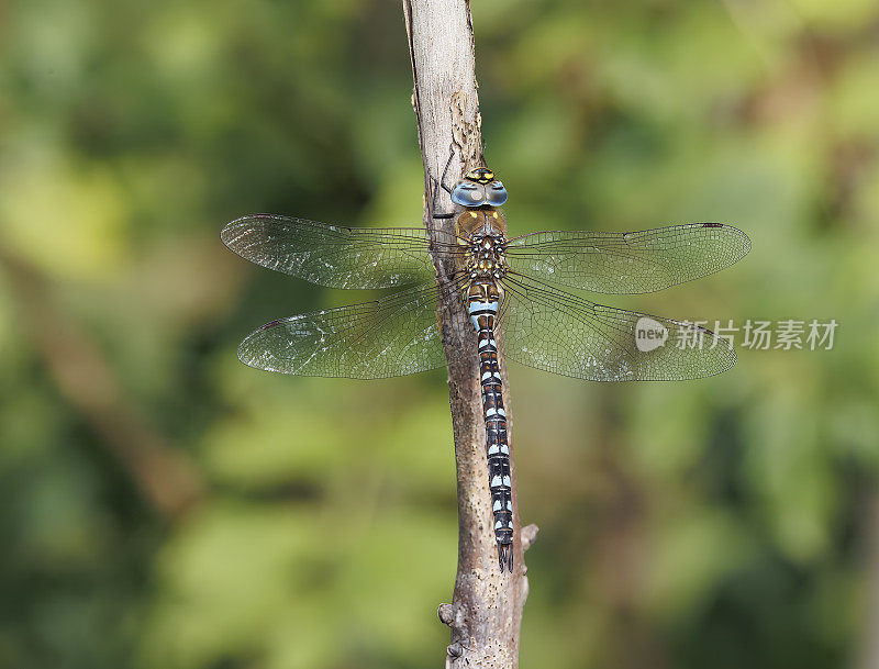 迁徙小贩蜻蜓(Aeshna mixta)